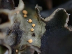Illosporium carneum