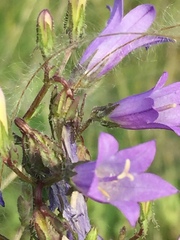 Campanula sibirica