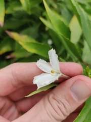 Scaevola chamissoniana
