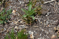 Luzula spicata