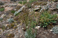 Boechera