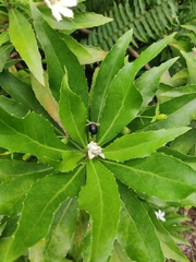 Scaevola chamissoniana