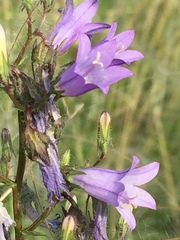 Campanula sibirica