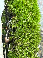 Ceratodon