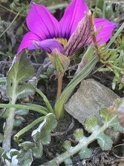 Romulea