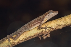 Anolis apletophallus