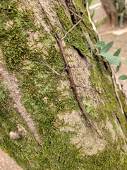 Cladoxerus