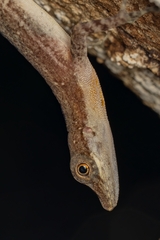 Anolis apletophallus