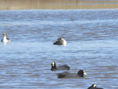 Podiceps occipitalis