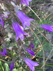 Campanula sibirica
