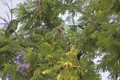 Amazona finschi
