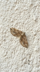 Pelurga comitata