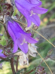 Campanula sibirica