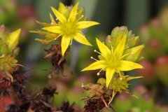 Sedum × rubrotinctum