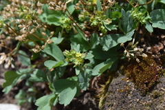 Sibbaldia procumbens