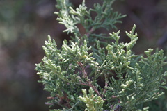 Juniperus polycarpos