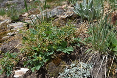 Sibbaldia procumbens