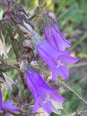 Campanula sibirica