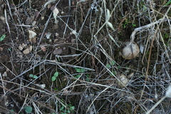 Geastrum pectinatum