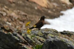 Leucosticte tephrocotis