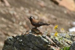 Leucosticte tephrocotis