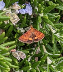 Pyrausta