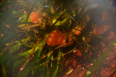 Aplidium californicum