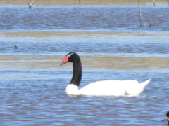 Cygnus melancoryphus