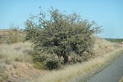 Vachellia erioloba