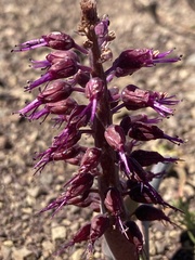 Lachenalia violacea