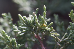 Juniperus polycarpos