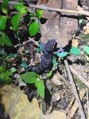 Cyrtodactylus collegalensis