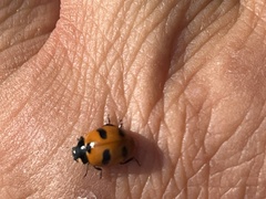 Coccinella monticola