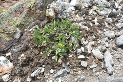 Solidago multiradiata