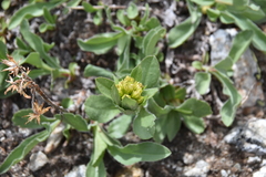 Solidago multiradiata