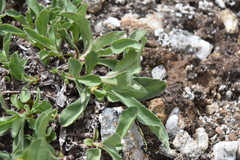 Solidago multiradiata