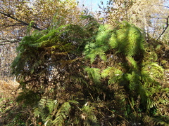 Pteridium aquilinum aquilinum