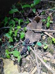 Cyrtodactylus collegalensis