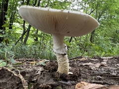 Amanita excelsa