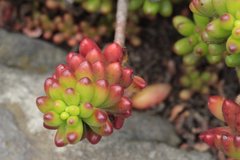 Sedum × rubrotinctum