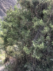 Juniperus polycarpos