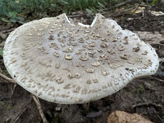 Amanita excelsa