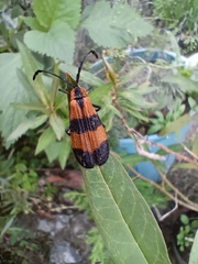 Calopteron