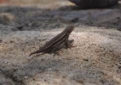 Sceloporus virgatus