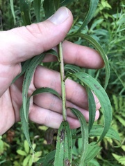 Rhopalomyia capitata