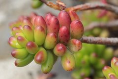 Sedum × rubrotinctum