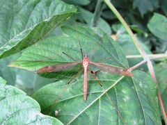 Tipula fulvipennis