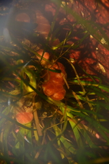 Aplidium californicum