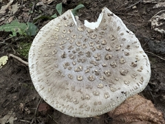 Amanita excelsa