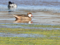 Anas bahamensis